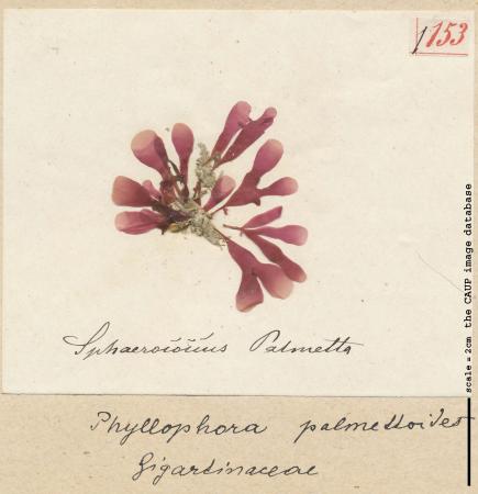 Phyllophora sicula_153.jpg